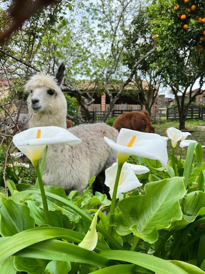 Willa Monte Frio Alpacas Nariz Zewnętrze zdjęcie